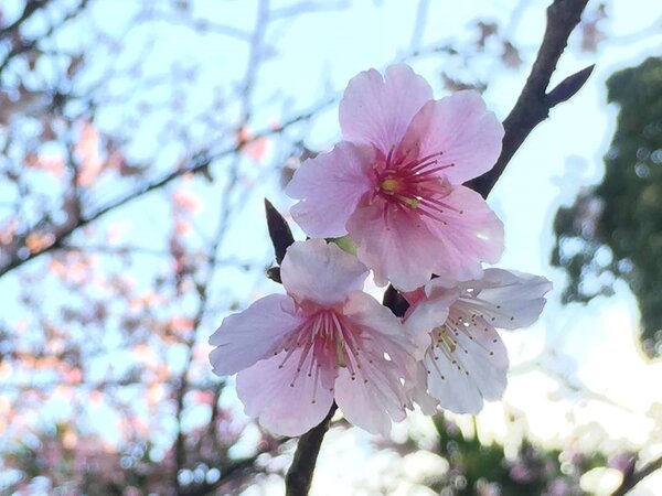 天元宮旁櫻花盛開。圖／黃靖惠攝