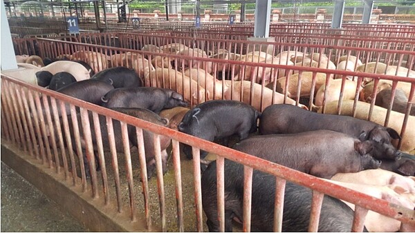 廚餘轉用飼料補助將於1月31日截止,屏東縣統計28日前僅7家養豬場提出申請。圖/本報資料照片