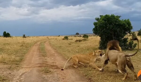 母獅被咬醒似乎嚇了一跳，發怒狂巴公獅的頭。截自Kruger Sightings／YouTube