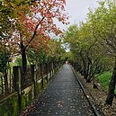 台灣好行春節攻略地圖　北部泡溫泉、環湖拍火車