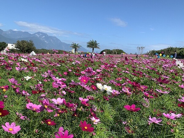 花蓮七星潭旁的四八高地，波斯菊迎風搖曳向遊客招手。記者王燕華／攝影
