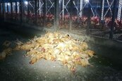 除夕炮聲好喜慶　雲林1500隻雞被嚇死
