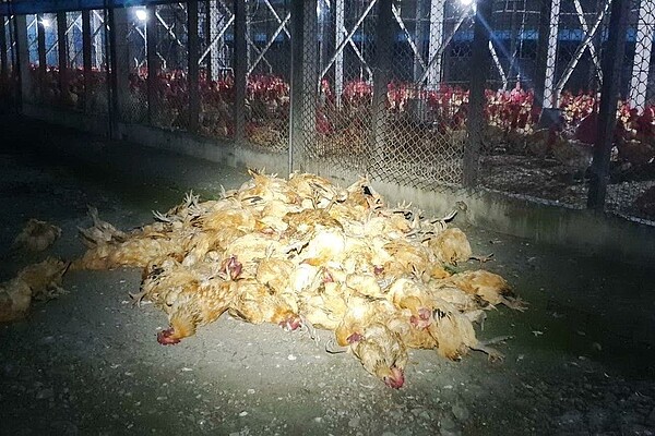 雲林除夕夜有人施放煙火迎春，卻造成鄰近養雞場大批隻雞被嚇死。 記者蔡維斌／翻攝
