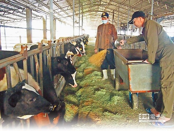 養牛世家陳光雄(左)已養乳牛30多年,目前兒子陳國禎已接手,父子倆一起打拚。(潘建志攝)