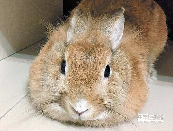 2年多前飼養兔子「可可」。（林欣儀攝）

