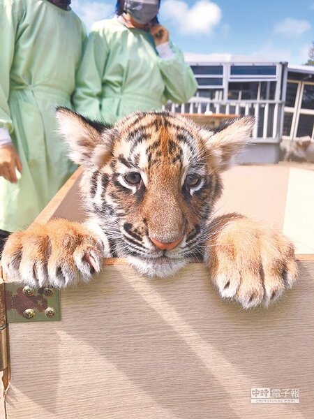 「小老虎保育員」體驗活動是每日限量，報名後就可以和超萌大貓超近距離接觸。（何書青攝）

