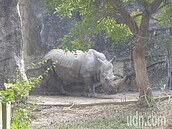 壽山動物園「少子化」很嚴重　紅鶴往北「送作堆」　　