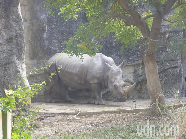 高雄市壽山動物園31歲的犀牛長期獨居,雖然已過「生產黃金期」,園方還是要為牠找個伴。記者楊濡嘉/攝影