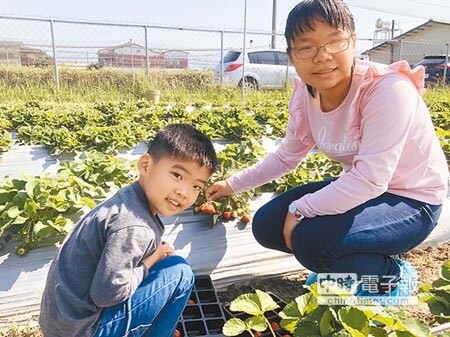 高市農業局「一日農夫」遊程初四開張，許多民眾到農村採草莓，迎接歡樂新年。（林宏聰攝）