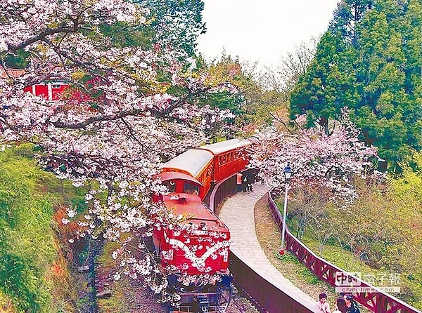 今年春節國家森林遊樂區遊客數近十萬人次,其中阿里山、太平山、武陵等3個遊樂區位居前3名。(林務局提供)