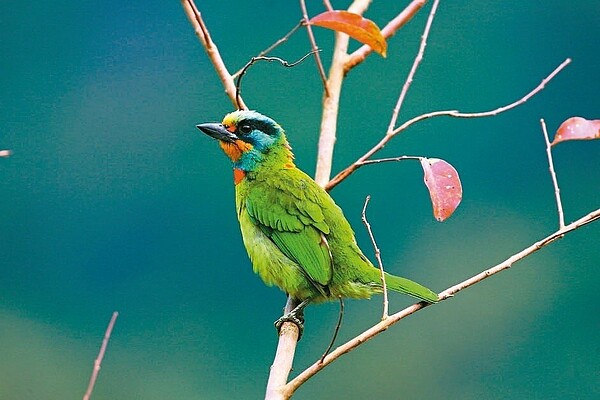 烏來內洞和三峽滿月圓二處森林遊樂區,可見五色鳥。 圖/新北市農業局提供