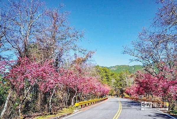 今年櫻花開花期延後，花蓮台8線沿線近日櫻花盛開，粉紅台8線再現。（張祈翻攝）