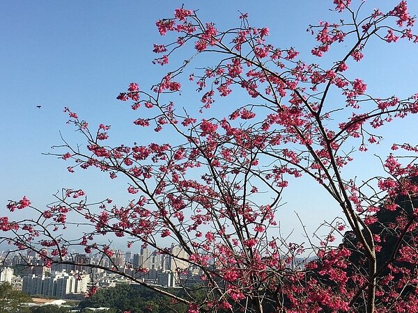 新北市中和烘爐地往南山福德宮的山路沿線種植山櫻花,目前已開約6成,花期估計到2月中旬,民眾上山可賞櫻、祈福一次滿足。圖/新北市景觀處提供