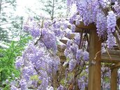 武陵國家森林遊樂區　紫藤花開美不勝收