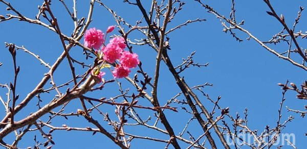 后里泰安櫻花季16日將登場，目前花況少，仍有遊客先到場賞花拍照。記者游振昇／攝影