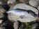 彰化海岸驚見瀕臨滅絕的台灣白海豚寶寶死亡