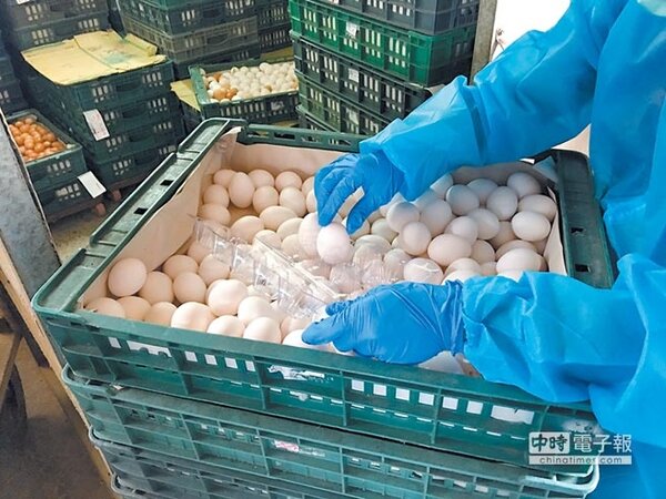 彰化順弘牧場的雞蛋農曆年前送驗，年後才檢出芬普尼殘留超標，46萬顆早被吃下肚。圖為防疫所人員過去在其他牧場查驗雞蛋畫面。 （本報資料照片）