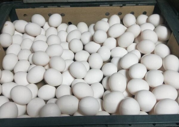 全台爆發缺蛋潮，各大賣場、零售店幾乎買不到雞蛋。資料照