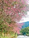 陽明山花季登場滿山粉紅　宜蘭台七丙線最美「櫻花公路」