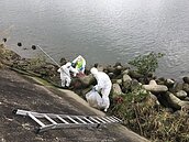 社子島碼頭驚現豬隻浮屍　北市府火速消毒送驗