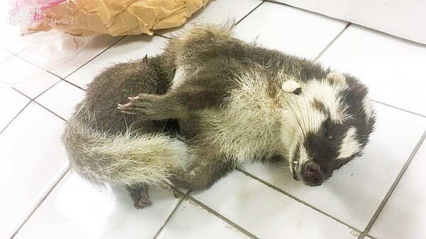 據防檢局統計,去年全國共檢驗出110起鼬獾感染狂犬病案例,其中花蓮有52例,佔近5成。圖/聯合報系資料照
