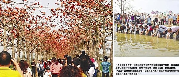 受到暖冬影響,台南白河區林初埤木棉花道花海提早綻放,白河區公所即日起到3月10日展開「2019木棉花季」活動(左,劉秀芬翻攝)。17日上午黃偉哲與各局處主管、在地民意代表一起在木棉道市集旁水池種蓮花(右,劉秀芬攝)。