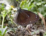 紫斑蝶遷徙　八卦山出現亮麗蝶道