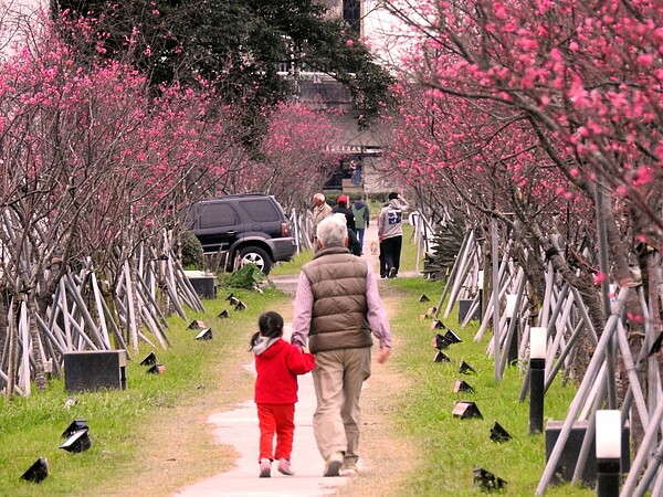 羅莊櫻花步道位於平地市區,徜徉櫻花樹下,老人小孩都開心。記者戴永華/攝影