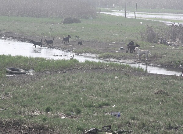 桃園市濱海遊憩景點及許厝港國家濕地(見圖)流浪野狗增多,威脅遊客、野鳥生態破壞,成為桃園海岸生態新威脅。記者曾增勳/攝影