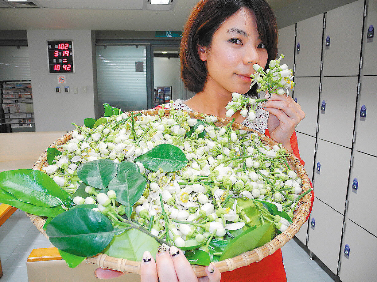 一日遊不到500元到八里看柚花吃文旦 好房網news