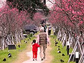 平地最美夜櫻步道在市區　羅莊上千株櫻花倒影美到爆