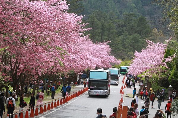 武陵農場櫻花季2月7日大年初三登場,將持續到2月27日,總共21天,今年花況佳,吸引大批遊客,周邊道路實施交通管制,不過,交通管制將到27日結束,公路總局今天表示,228連續假期(2月28日到3月3日)不會再延續管制。 記者羅建旺/攝影