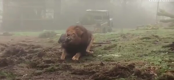 英國達特摩爾動物園舉辦人獸對決大賽，讓民眾和獅子或老虎拔河較勁。取自YouTube