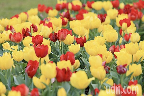 士林官邸鬱金香展,種植的花種以來自荷蘭、日本鬱金香為主,組成浪漫的鬱金香花海。記者林伯東/攝影