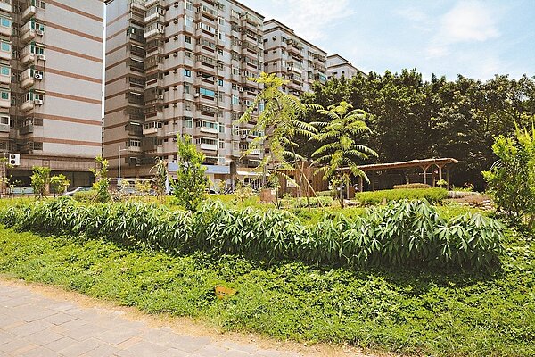 新竹市政府在新源街、水源街與建功一路環抱的「園道五公園」選定295坪的土地打造城市食物森林。 記者林家琛/攝影