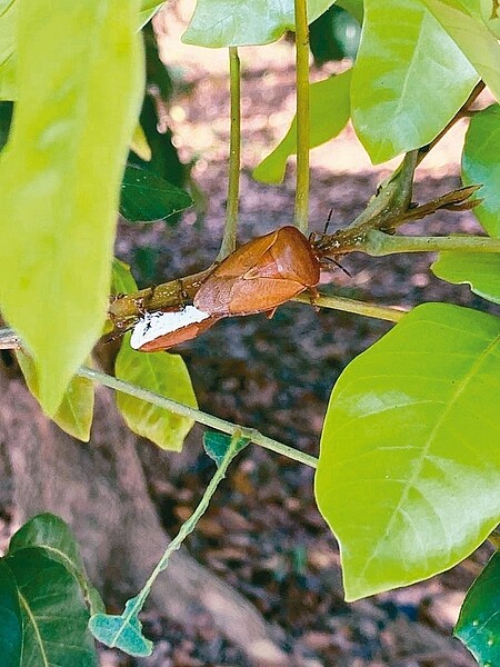 高雄農村常見的荔枝椿象開始蠢蠢欲動，進入繁殖期。 圖／高雄市農業局提供