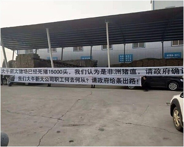 有豬場員工拉起橫幅,呼籲政府給條出路。圖/星島日報網