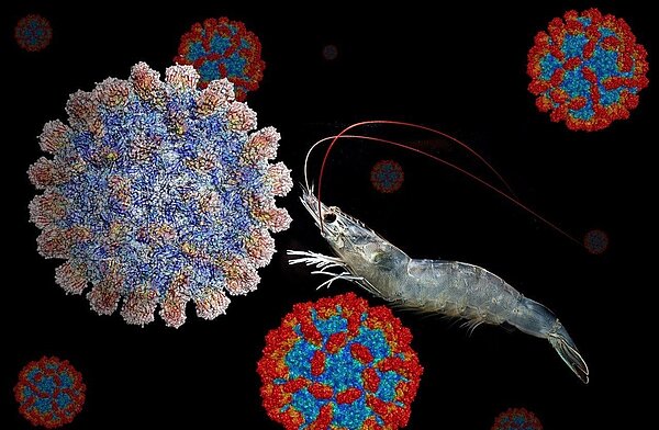 台灣光子源高強度X光下蝦白尾症病毒的精細影像。圖/國輻中心提供