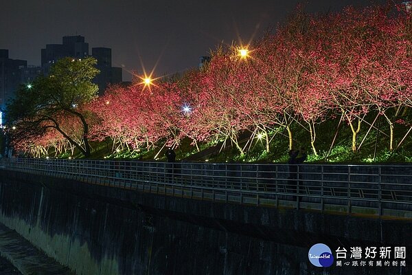 內湖樂活公園八重櫻浪漫綻放。(圖/台北市公園處提供)