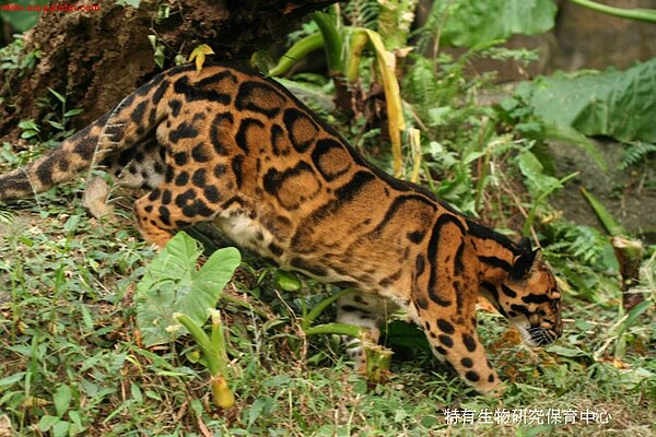 台灣雲豹已近一甲子不見蹤跡,圖為與台灣雲豹同科的亞洲雲豹身影。圖片來源/農委會特生中心、王俊凱/攝影