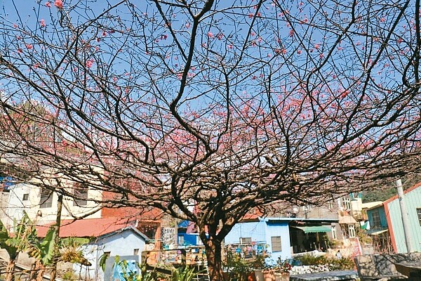 暖冬打亂花期,屏東霧台櫻花季上月26日展開後,目前只開了約五成。 圖/鄭姓讀者提供