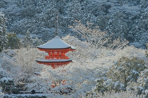 京都訪櫻名勝「清水寺」。圖/易飛旅遊提供