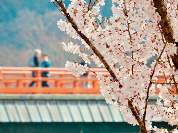 宇治橋上欣賞2,000株櫻花綻放。圖／日本宇治市觀光協會提供