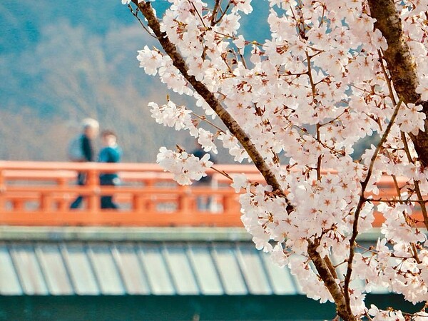 宇治橋上欣賞2,000株櫻花綻放。圖／日本宇治市觀光協會提供