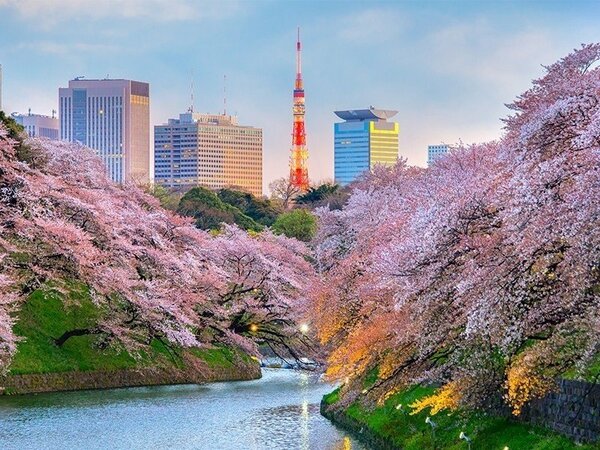 東京將會是全日本櫻花最早開花的城市。圖／易遊網提供