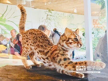 石虎為瀕臨種的保育類動物,約7成棲息於苗栗淺山,苗縣府26日通過修正版石虎保育自治條例草案,預計3月底送交議會,5月力定期會過關。(巫靜攝)