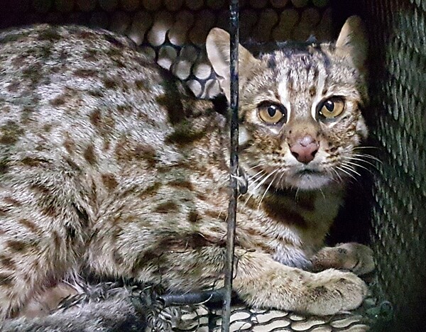 苗栗縣是石虎最重要棲地,縣政府縣務會議昨天通過苗栗縣石虎保育自治條例草案。 圖/聯合報系資料照片