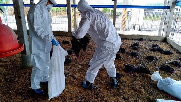 屏東縣再傳禽流感，3萬1424隻黑羽土雞被撲殺。圖／屏東縣政府提供