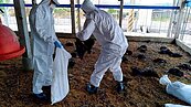 屏縣再傳禽流感　撲殺3萬土雞