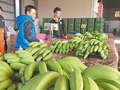 香蕉產量青黃不接　蕉價卻被打壓？
